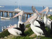 pelicans8comp.jpg